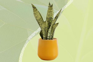 This Miracle Self-Watering Planter Kept My Plant Alive for Over 3 Years Now (Plus 5 More I Love)