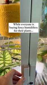 Add water only to your diffuser and BOOM. You have a humidifier! These work best for small spaces or to target specific plants. I use diffusers in both of my grow cabinets! I have them set to run for 30 minutes 3x a day. If you have a larger space, these won’t be as effective as a humidifier. #houseplants #planthacks #houseplanthack #humidity #plantlover #tropicalplants #plantparent | Easy Growing