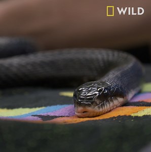 239K views · 386 shares | This black rat snake can’t resist a head scratch from his good friend Tara. | National Geographic Animals | Facebook