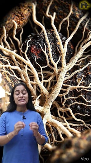 Why Old Rain smells So Good? mitti ki sondhi khushboo #sciencefacts