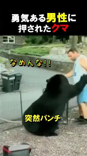 ㊗️15万回再生！勇気ある男性の圧に押されたクマ！ #animals #熊 #キャンプ #bear