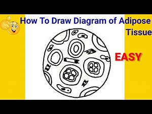 how to draw diagram of adipose tissue | how to draw adipose tissue