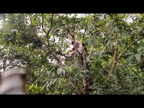 How to Cut Mango Branches Cleanly 🌿 | Easy Mango Tree Pruning Tutorial