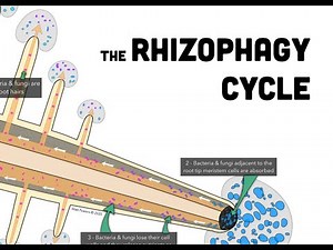 RHIZOPHAGY: What it is and Why it's Important to All Gardeners, Orchardists, & Farmers