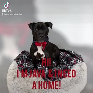 5.2K views · 170 reactions | ‼️ADOPTED ‼️ Java is starting to shut...