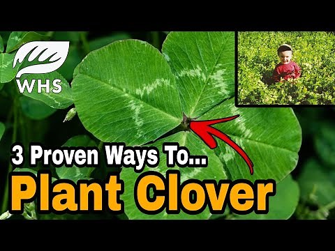 How To Plant Clover For Deer