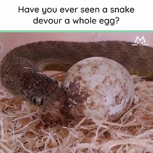 470K views · 521 shares | This is terrifying (but really cool).  Listen to the sound of the egg cracking inside its mouth!  | Meow! | Facebook