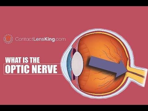 The Optic Nerve | What is the Optic Nerve? | How Does the Optic Nerve Work?