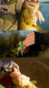 85K views · 643 reactions | Introducing the NEW Tough Frog  A solid...