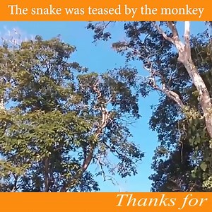 1.3K views | Synthesize the attacks of the python | Snake Doctor | Facebook