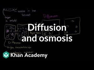 Diffusion and Osmosis