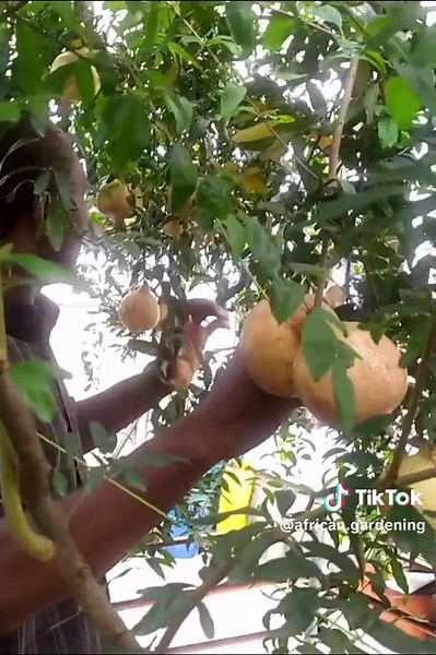 Benefits of Container Gardening for Small Spaces