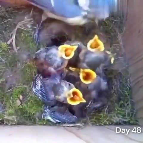 Beautiful 60-day timelapse of a bird building a nest and raising her kids until they fly away from home. This is the magic of life.