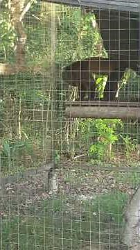 Cri du singe hurleur