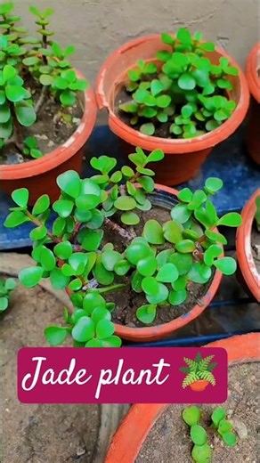Jadeplant important !!💖🔗👇🪴