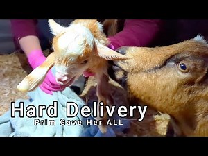 Overdue GOAT BIRTH - Prim's LABOR & DELIVERY!