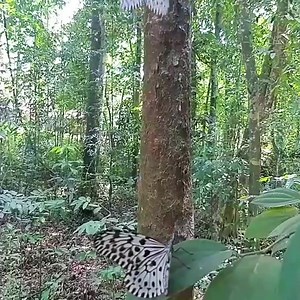 453K views · 14K reactions | With a wingspan up to 6 inches, the Malabar tree nymph (Idea malabarica) of southern India is a large, almost cumbersome butterfly. Its flight is slow and fluttery and it seems built to glide. Members of this butterfly's genus are also called "paper kites." | Center for Biological Diversity | Facebook