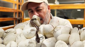 59K views · 1.6K reactions | These baby Pythons are ready to hatch...