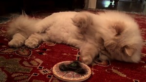 8.3K views · 26 reactions | Happy Hump Day! We want to make the rest of the week go smooth and focused for you, so we’re giving away a MrOwl fidget spinner to the first 50 people to share this post and message us! #FidgetSpinner #MrOwlFidgetSpinner (Shout out to Lavar the Cat for being a pro fidget spinner!) | MrOwl | Facebook