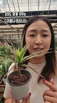 🌿 Dracaena Marginata Care Tips ✨ A Popular Air-Purifying Plant Easy Enough for Beginner Plant Par...
