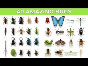 40 Amazing Bugs for Kids! 🐞 Garden to Jungle Insects for Kids | Part 1