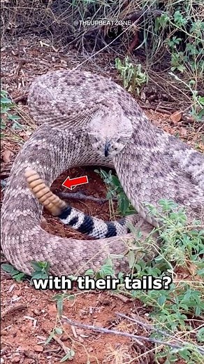 How do Rattlesnake Rattles Make Sound 🐍🤔