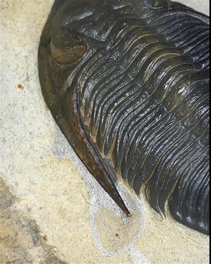 33K views · 18 reactions | Evolution has to rely on random chance, finding a rare positive mutation and with the environmental pressure produce the aquatic life we see today. But is this a satisfactory answer? #aquatic #evolution #creationism | Lost World Museum | Facebook