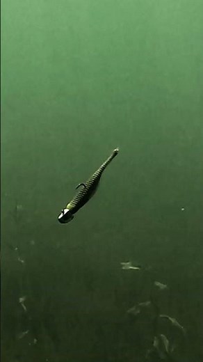 Temps Dropping = Minnows Hanging 🎣🤙🏼