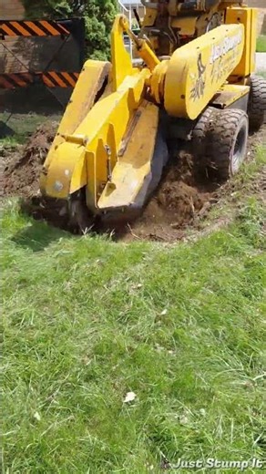And once again—a stump with roots sprawling across the entire lawn.
