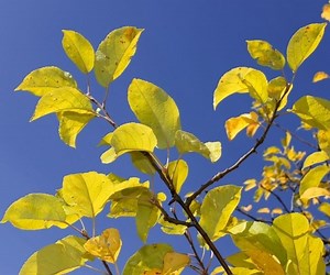 5 Reasons Fruit Trees Get Yellow Leaves (& How to Fix It)