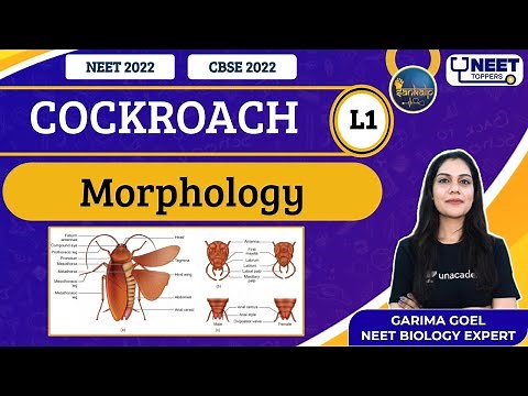 Phoenix 2.0: Biology Most Important Video for NEET 2025 | Unacademy NEET Toppers | Udaan