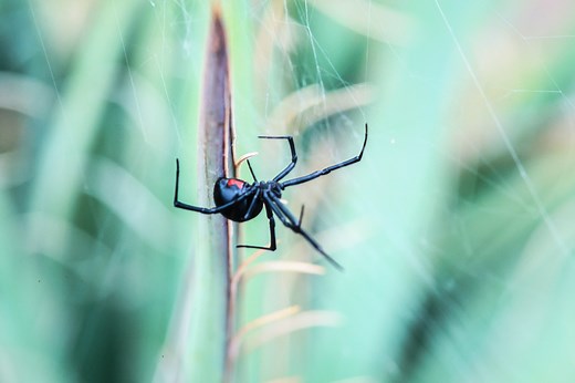 How to Identify a Spider Bite, According to Experts