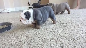 12K views · 627 reactions | Happy national dog day  www.bgmwarehouse.com ・・・ By: @sophiebulldogg | Bully Girl Magazine | Facebook