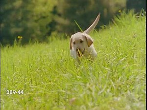 Baby Einstein - Stock Footage Puppy Grass