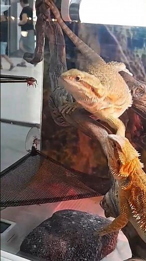 Feeding the Bearded 🦎🦎 Dragon Lizard (Pogona vitticeps)😋