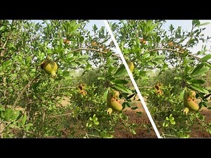 éclatement fruits grenadier