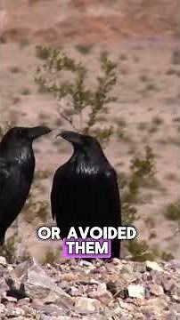 Why Do Crows Attack Some People 🐦 The Secret Social Network of Birds! #Crows #BirdFacts #Wildlife
