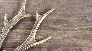 What Eats Deer Antlers? 4 Antler Eating Animals That May Surprise You