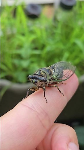 From Ground to Sky: How a Cicada Becomes an Adult #cicada #insects #wildlife #animals #nature #fyp