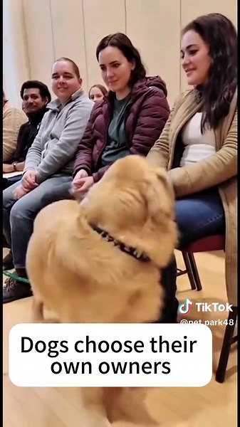 humans get adopted by dogs #dogs #adoptme #pets #viraltiktok #cutedog | dog