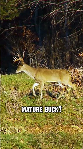Bucks loose a lot of weight after the peak of the rut