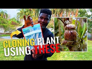 How to Clone a Tree Using Air Layering | Step-by-Step Guide