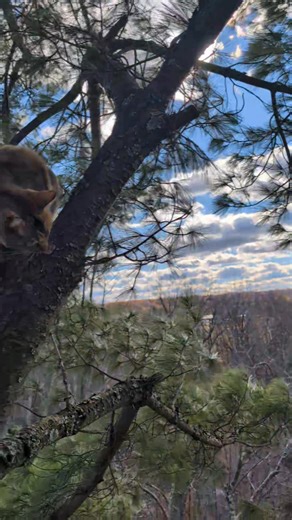 1.9K views · 71 reactions | Tesla Tree Service on Reels | Facebook