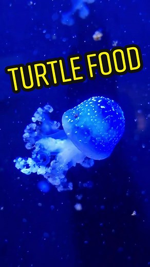Turtle Eggsplorer | PhD on TikTok