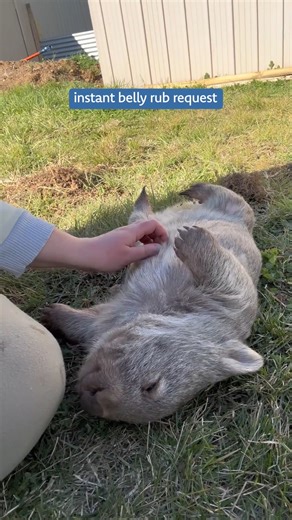 12K views · 171 reactions | It's time for some belly rubs | Poke My Heart | Facebook