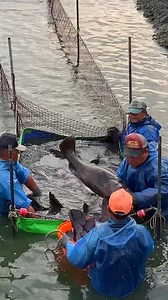 Unbelievable! Watch How Giant Groupers Are Caught on a Farm! #grouper #grouperfish | Food Adventure