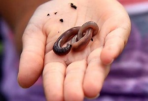What Happens to Worms in Winter? | Planet Natural