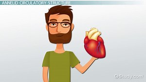 Annelid Circulatory System | Definition, Structure & Function