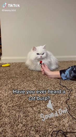 Cat Burping: Exploring the Quirky Habit of Feline Burps