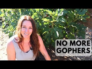 How to Deter Gophers Naturally: Organic Gopher Control for Backyard Fruit Trees